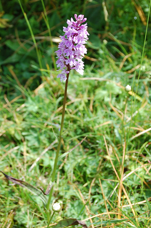 Dactylorhiza maculata?